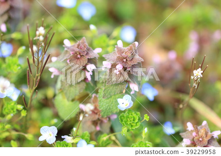Flower of spring Princess Odor 39229958