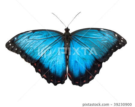 Blue Morpho butterfly, Morpho peleides, isolated Blue Morpho butterfly, Morpho peleides, isolated 39230900