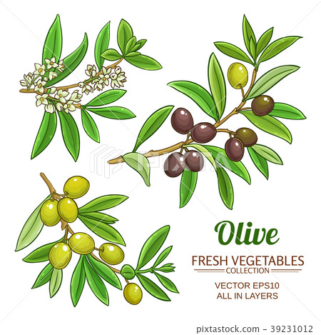 olive branches vector set 39231012
