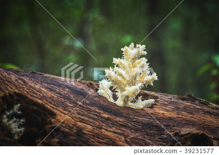 Delicious edible white mushroom Coral Hericium 39231577