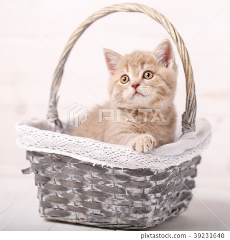 Cream color Scottish strait cat sits in a wicker 39231640