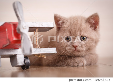 Young cat pilot 39231823
