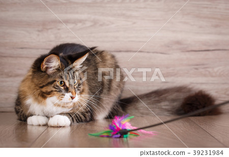 Funny maine coon kitty playing on the wooden floor Funny maine coon kitty playing on the wooden floor 39231984
