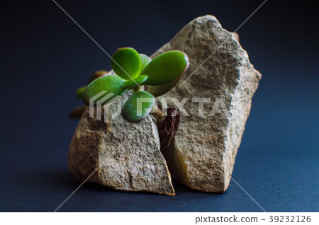 rock split in two parts by the small green plant 39232126