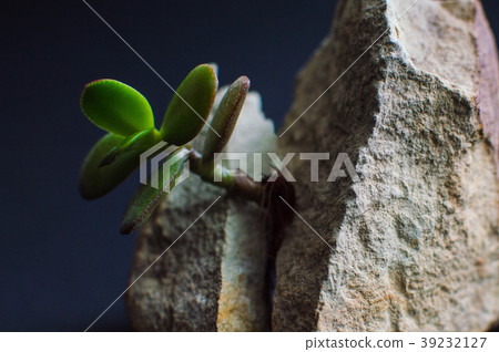 rock split in two parts by the small green plant 39232127
