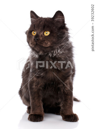 Portrait of black cat with yellow eyes. 39232602