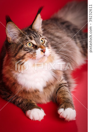 Maine coon on red background. Photo for cats food 39232611