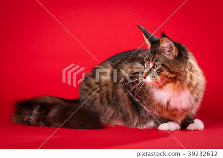 Maine Coon cat, 6 months old, lying on red 39232612