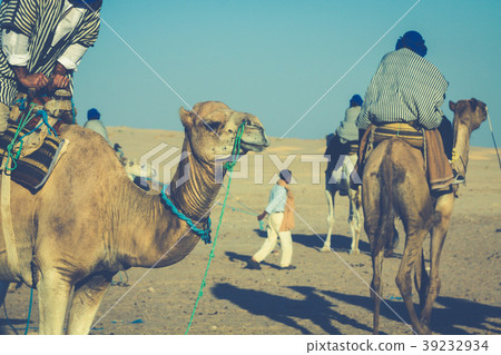 Beduins leading tourists on camels at short Beduins leading tourists on camels at short 39232934