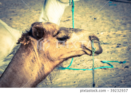 Arabian camel or Dromedary also called Arabian camel or Dromedary also called 39232937