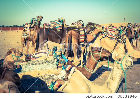 Beduins leading tourists on camels at short Beduins leading tourists on camels at short 39232940