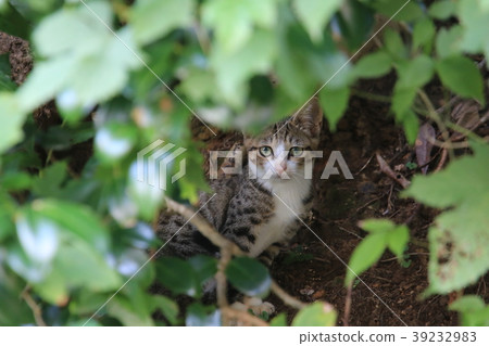 A pheasant white kitten found in a crevice surrounded by a small mountain tree A pheasant white kitten found in a crevice surrounded by a small mountain tree 39232983