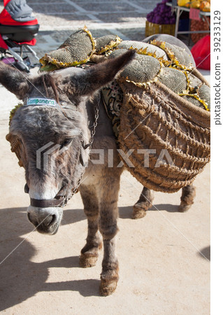 Donkey carrying a sunflower in chinchon 39233129