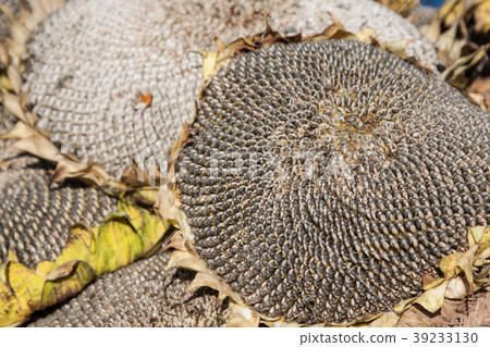 sunflower seeds in the plaza chinchon near madri 39233130