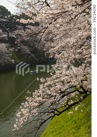 Cherry blossoms around Chidorigafuchi (Tokyo) Cherry blossoms around Chidorigafuchi (Tokyo) 39234090