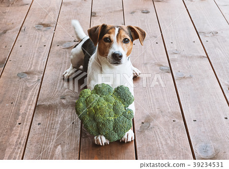 Health food for pet concept Health food for pet concept 39234531