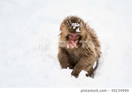 snow monkey  39234990