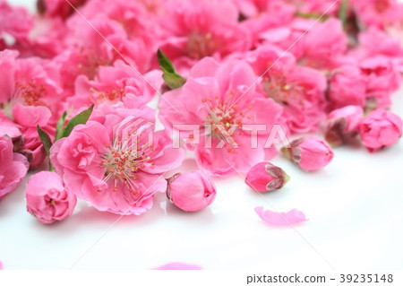 Peach blossoms Peach blossoms 39235148