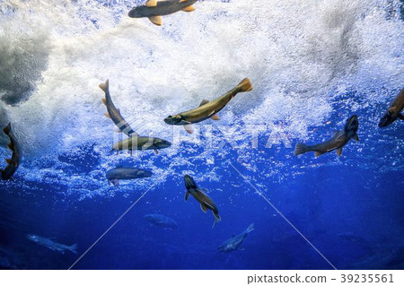 山水族館Takitsubo水箱（北見市Rukabe町） 39235561
