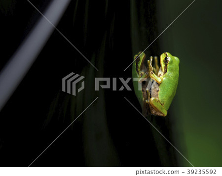 樹蛙 39235592