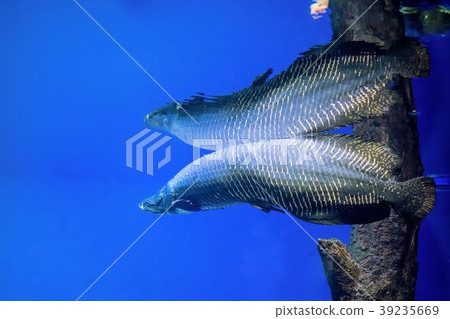 皮拉爾科山水族館（北見市利笠町） 39235669