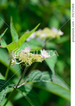 Yamah hydrangea 39235866