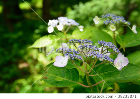  繡球花 39235871
