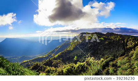 summer green jungle mountain with fog 39236230