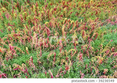 Red quinoa tree in the farm Red quinoa tree in the farm 39236549