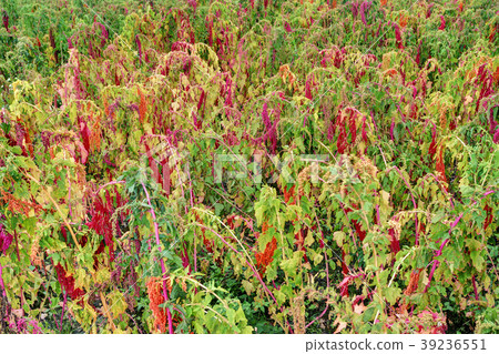 Red quinoa tree in the farm Red quinoa tree in the farm 39236551