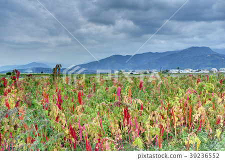 Red quinoa tree in the farm Red quinoa tree in the farm 39236552
