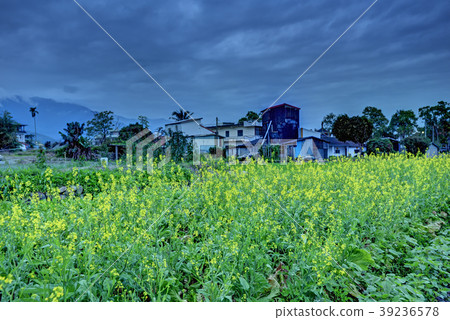 Yellow mustard flowers Yellow mustard flowers 39236578