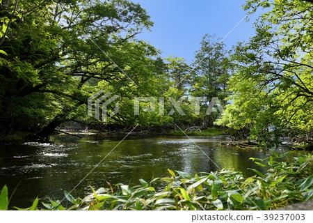 Fresh green stream 39237003