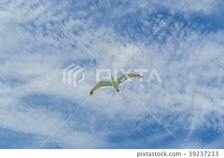 White gull flying Lower New York Bay 39237213