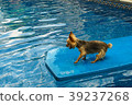 Yorkshire terrier, yorkies playing in the Pool 39237268