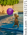 Yorkshire terrier, yorkies playing in the Pool 39237271