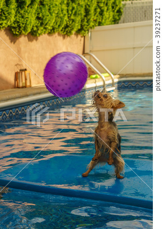 Yorkshire terrier, yorkies playing in the Pool Yorkshire terrier, yorkies playing in the Pool 39237271