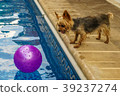 Yorkshire terrier, yorkies playing by the Pool 39237274