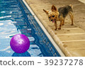 Yorkshire terrier, yorkies playing by the Pool 39237278