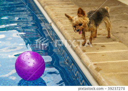Yorkshire terrier, yorkies playing by the Pool 39237278
