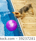Yorkshire terrier, yorkies playing by the Pool 39237281