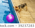 Yorkshire terrier, yorkies playing by the Pool 39237283