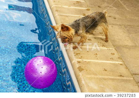Yorkshire terrier, yorkies playing by the Pool 39237283