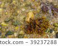 Orient Beach, sea water algae Long Island 39237288