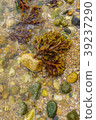 Orient Beach, sea water algae Long Island 39237290