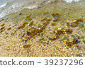 Orient Beach, sea water algae Long Island 39237296
