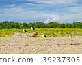 Sea Gulls on the Orient beach, Long Island 39237305