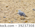 Sea gull with a damaged paw on the Orient beach 39237308