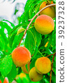 Ripe peaches fruits on a branch in orchard New 39237328