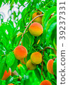 Ripe peaches fruits on a branch in orchard New 39237331